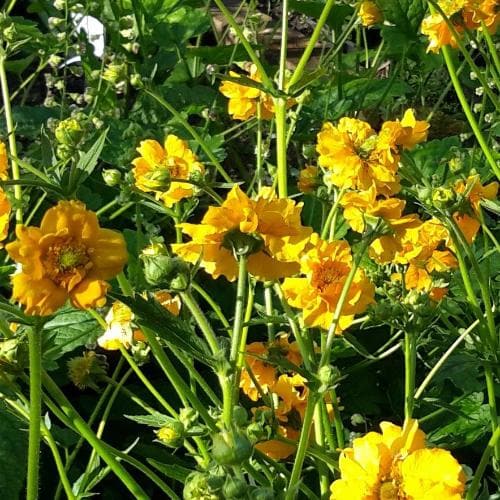 Geum Lady Stratheden - Image 2