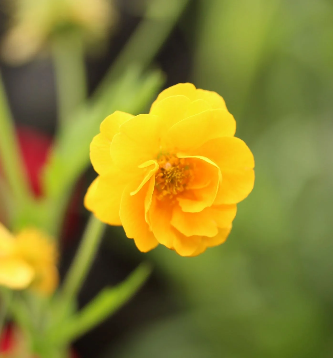 Geum Lady Stratheden 3 Ltr