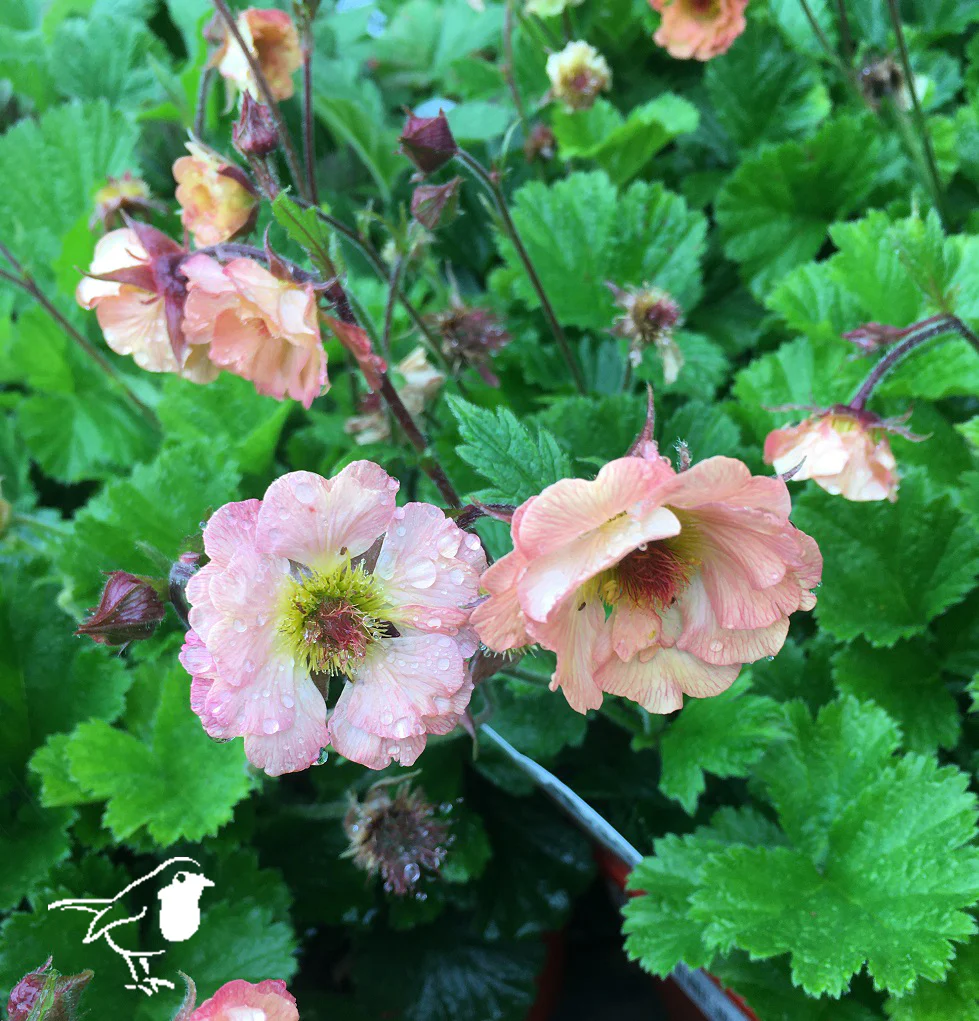 geum mai tai
