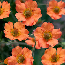 Geum Mix (2Ltr Pot)