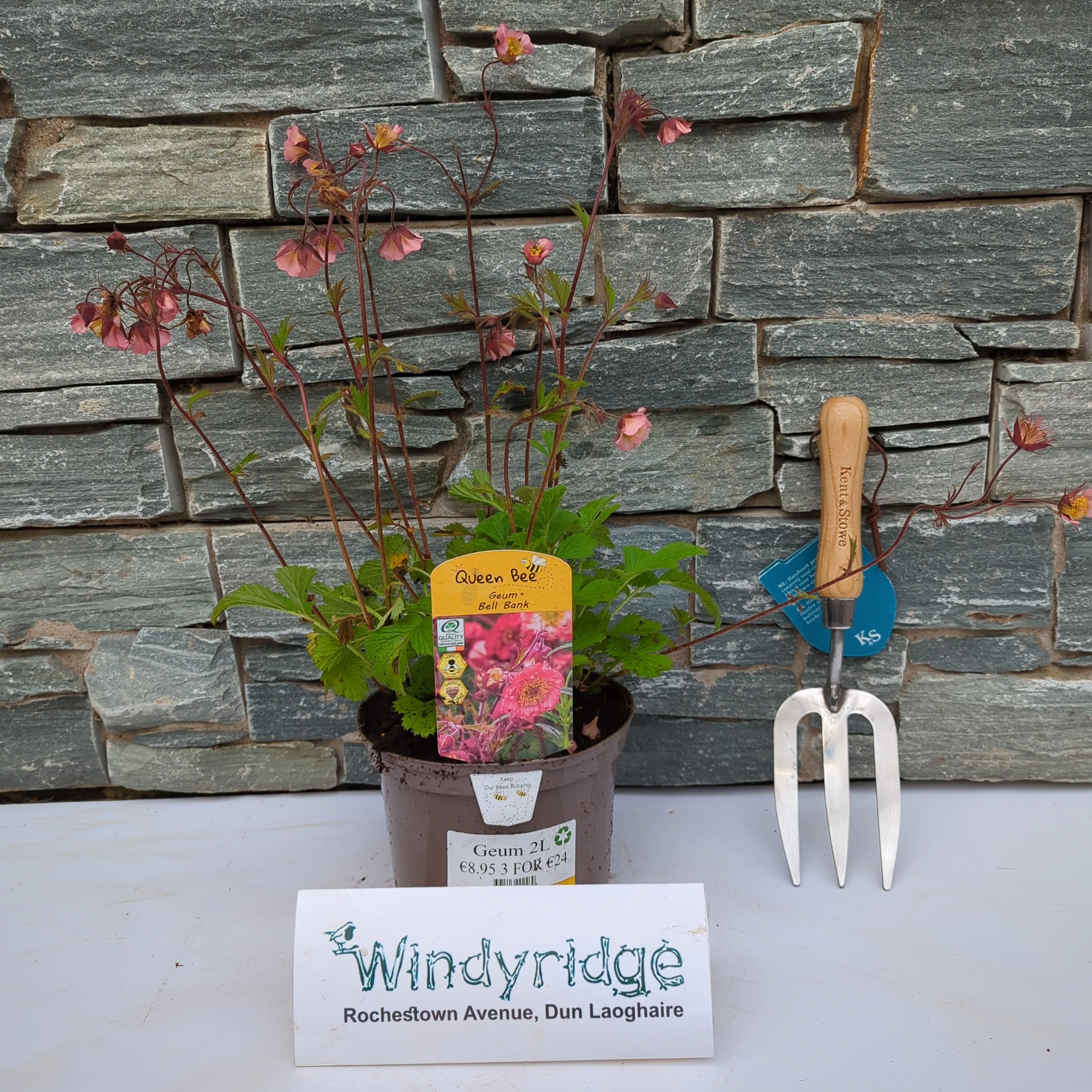 Geum Mix (2Ltr Pot) - Image 2