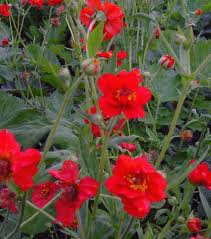 Geum Mrs. Bradshaw - Image 3