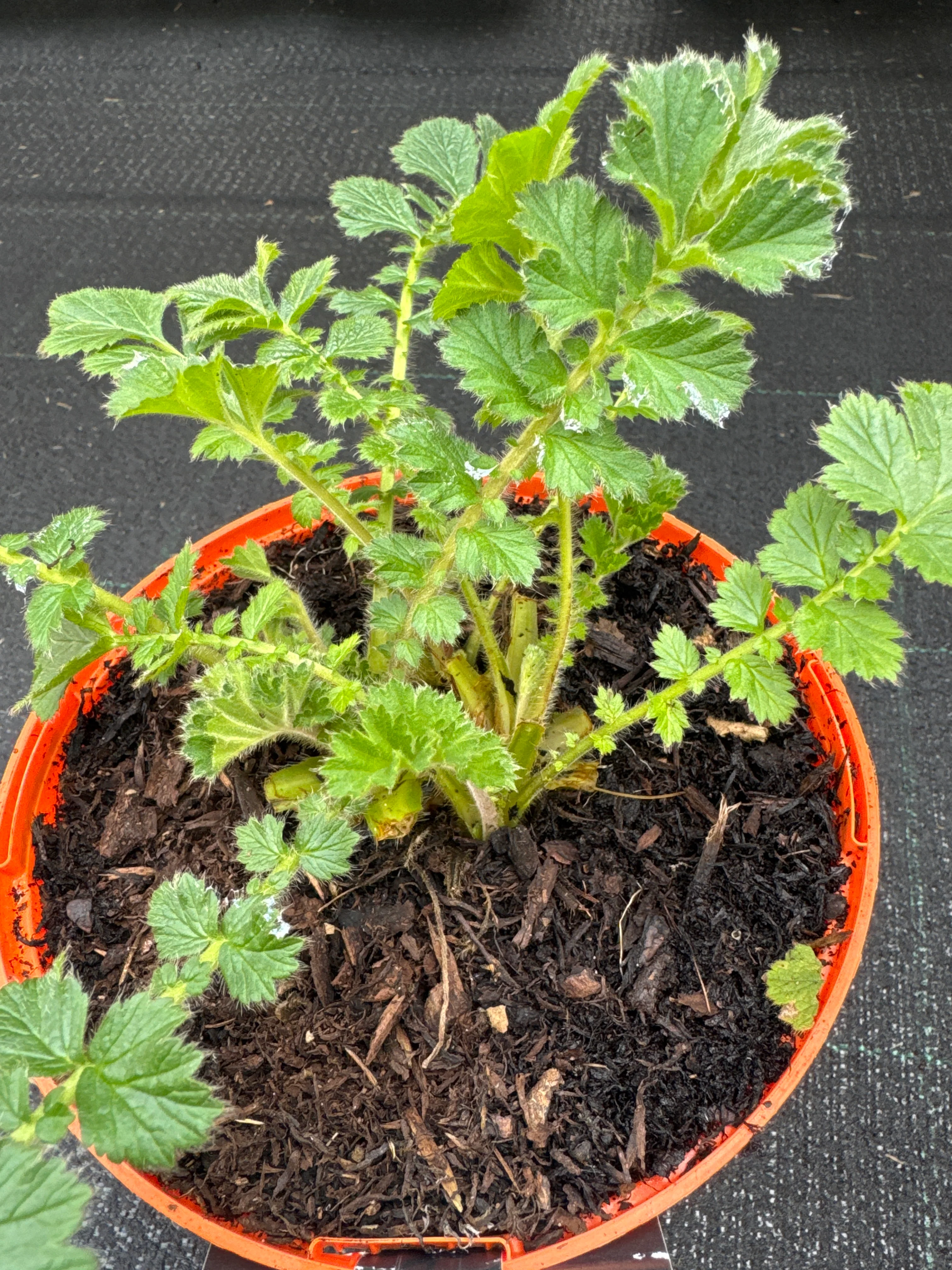 Geum Mrs. Bradshaw - Image 4