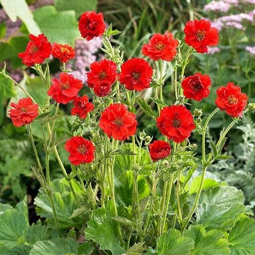 Geum Mrs. Bradshaw