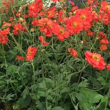 Geum 'Scarlet Tempest' - Image 2
