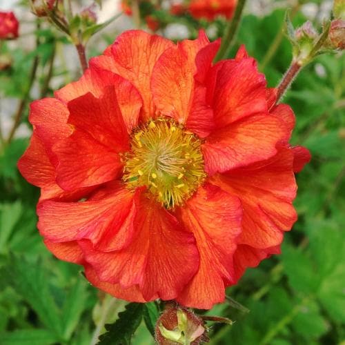Geum 'Scarlet Tempest' - Image 4