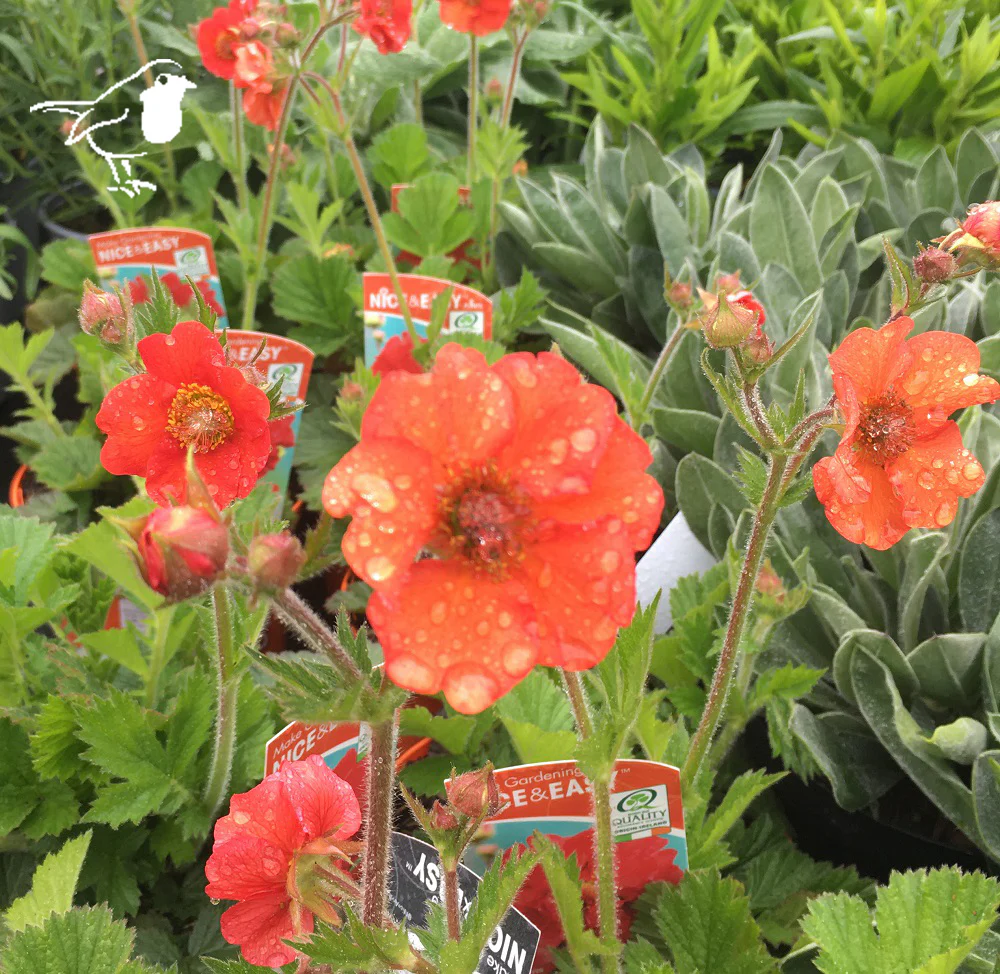 GEUM Tempest Scarlet