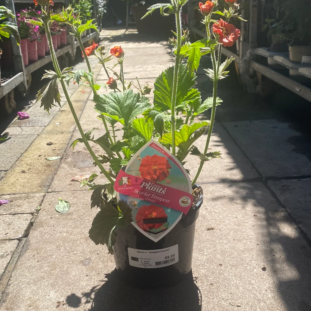 Geum Tempest Scarlet - Image 4