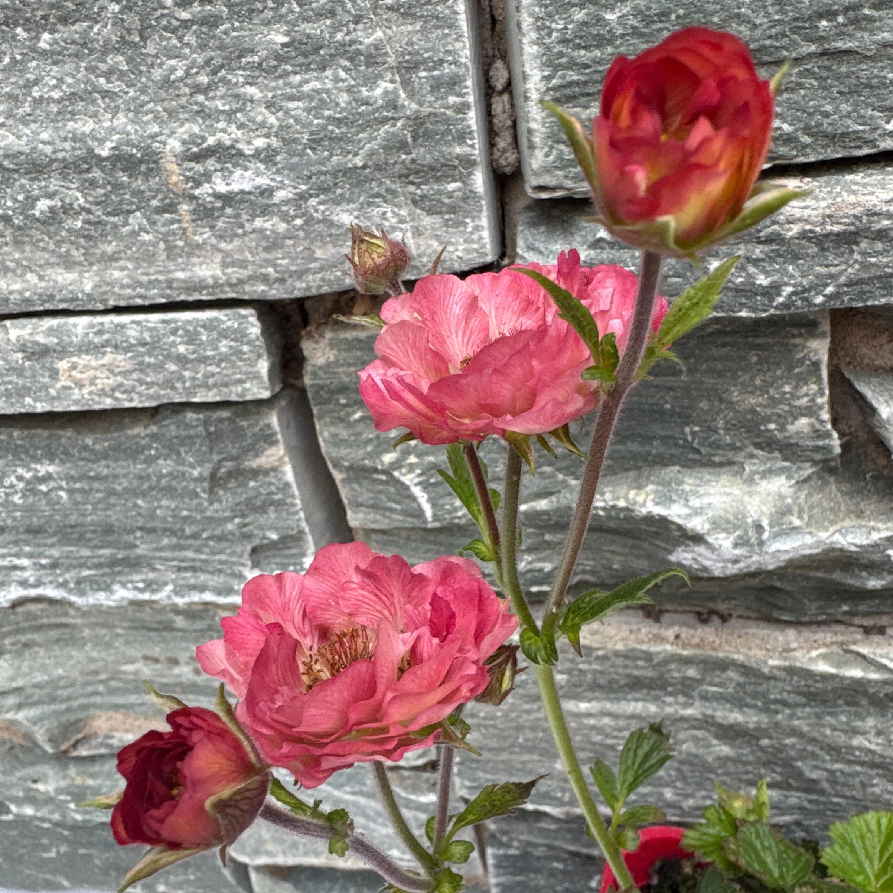 Geum Tempo Coral - Image 3