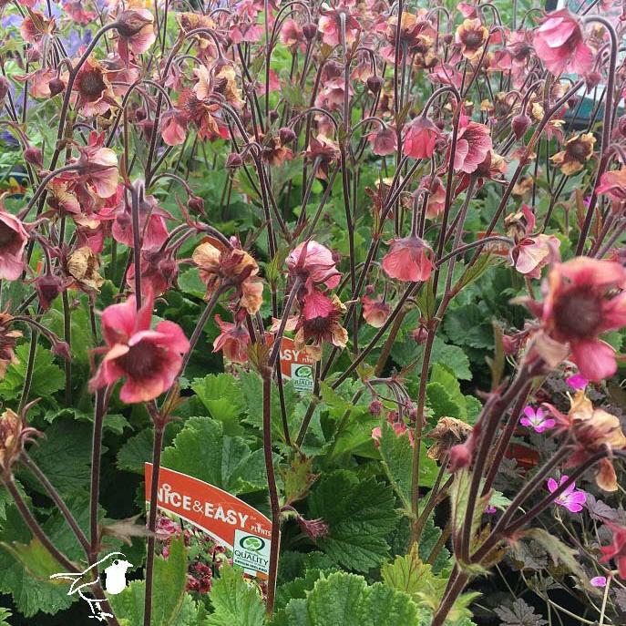 Geum Tempo Rose