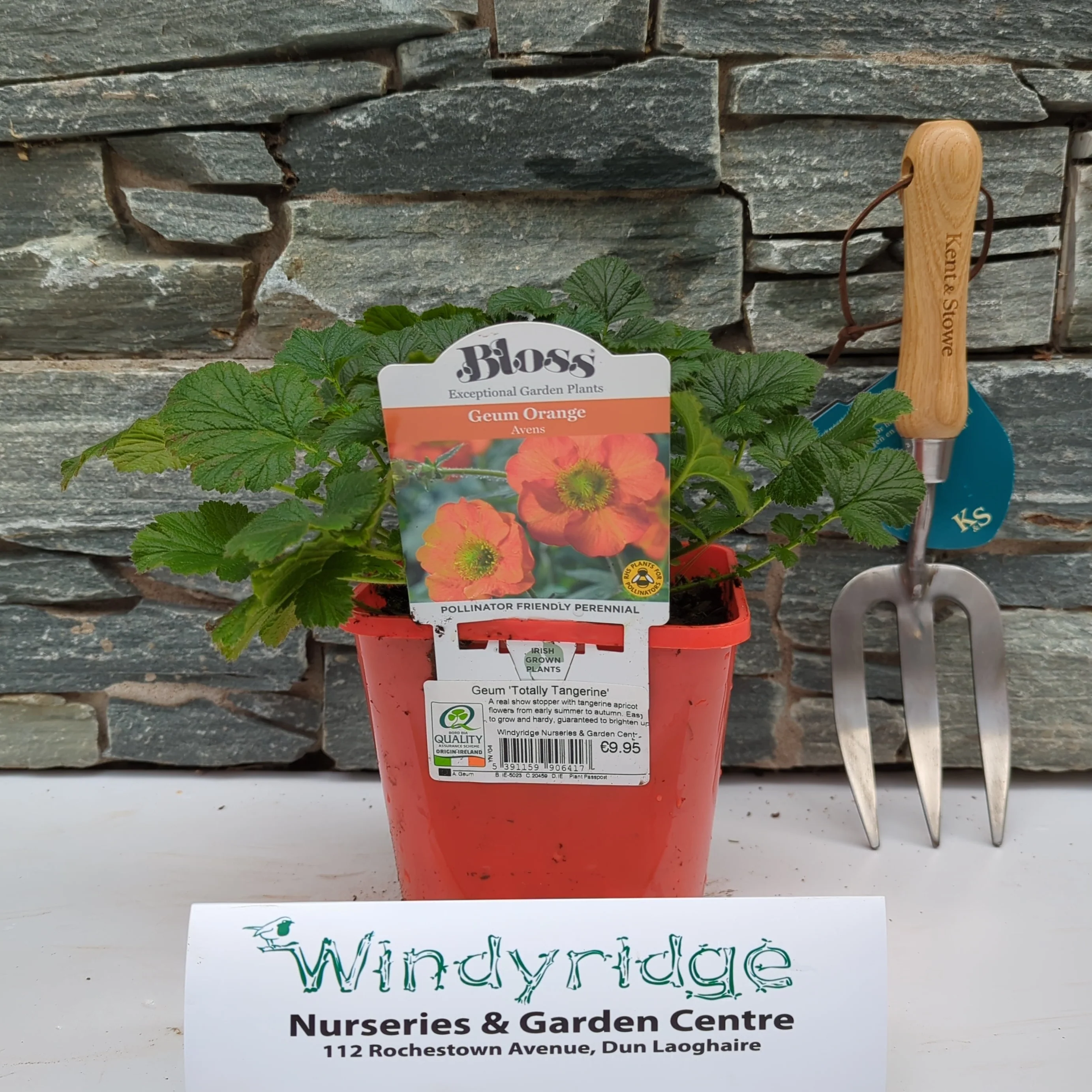 Geum Totally Tangerine