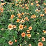 Geum Totally Tangerine - Image 2