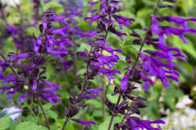 Giant Salvia