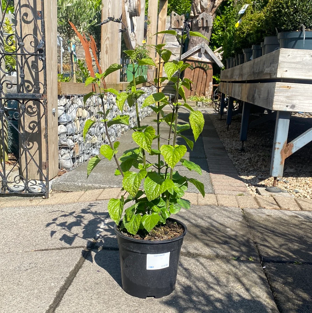 Giant Salvia - Image 2
