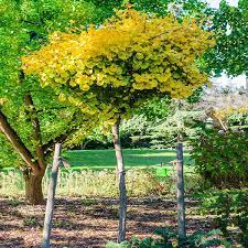 GINKGO BILOBA MARIKEN CLT 55   CIRC. TR. 14 - 16 CM  STD - Image 2
