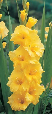 GLADIOLI NOVA LUX loose