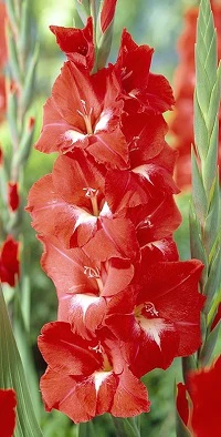 GLADIOLI TRADERHORN loose