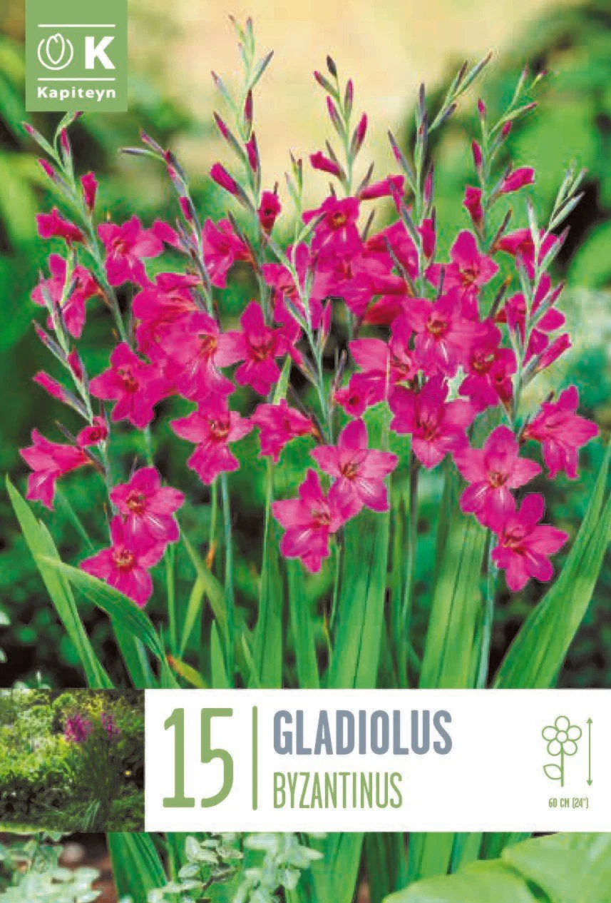GLADIOLUS BYZANTINUS X 15