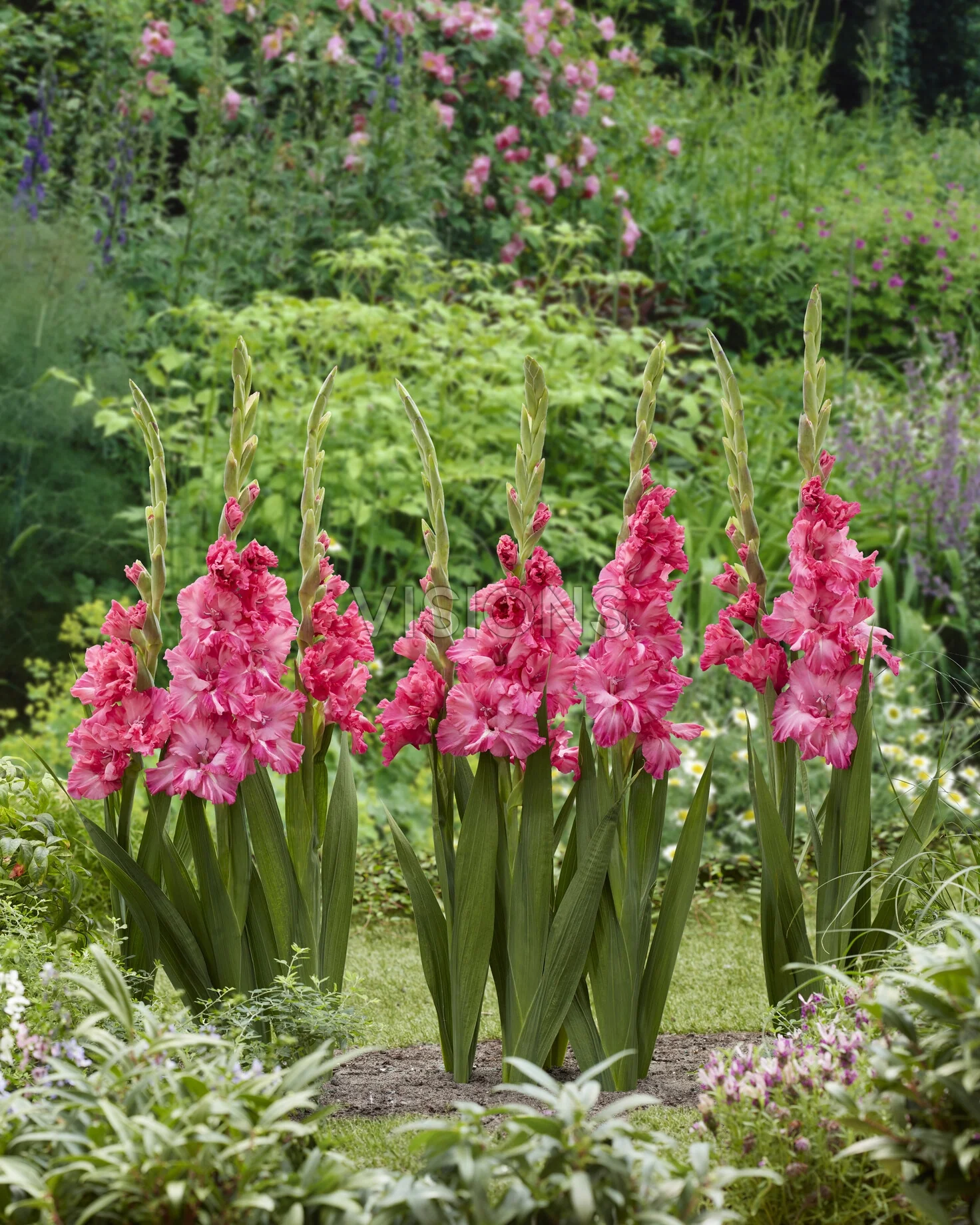 GLADIOLUS FLAMENCOS KINGSTON RUFFLE 10