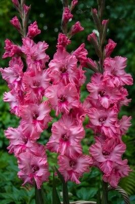 GLADIOLUS FLAMENCOS KINGSTON RUFFLE 10 - Image 2
