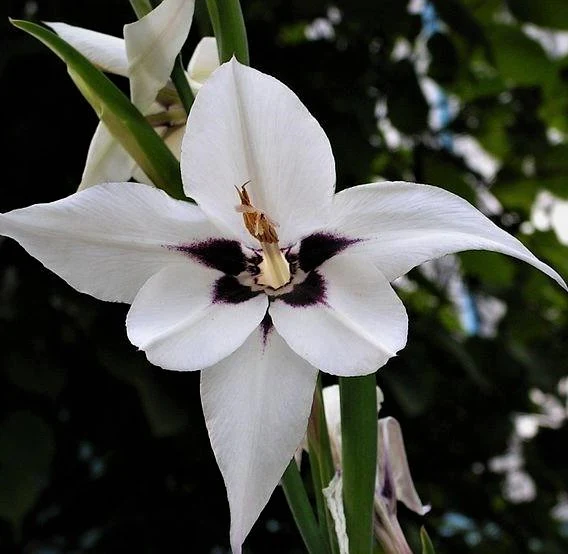 Gladiolus murielae