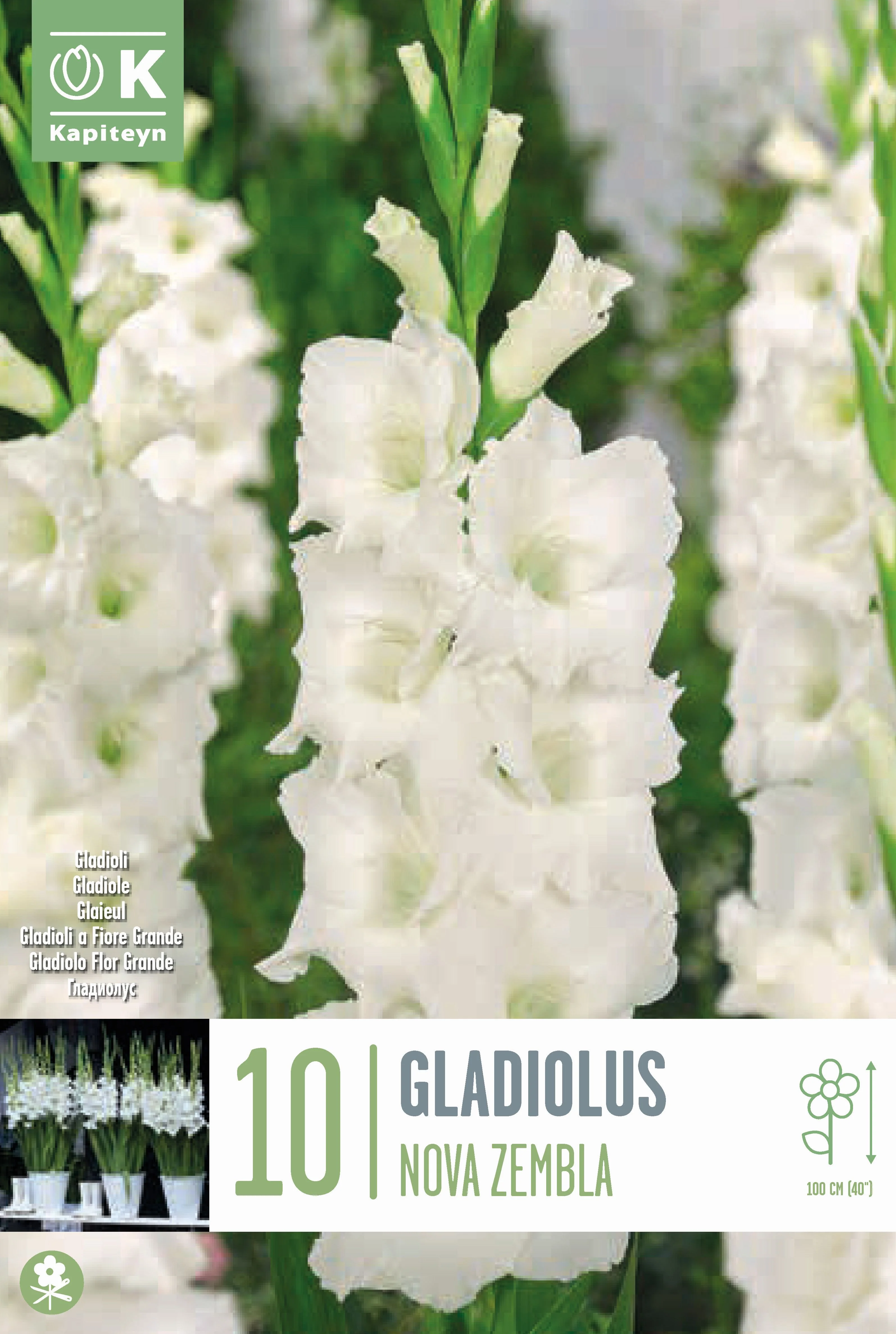 GLADIOLUS NOVA ZEMBLA 10