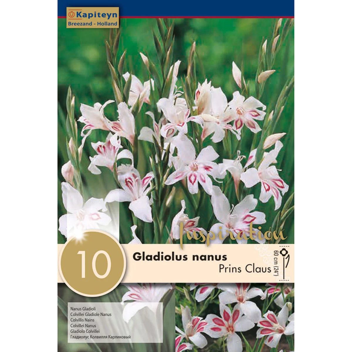 GLADIOLUS PRINS CLAUS x 10