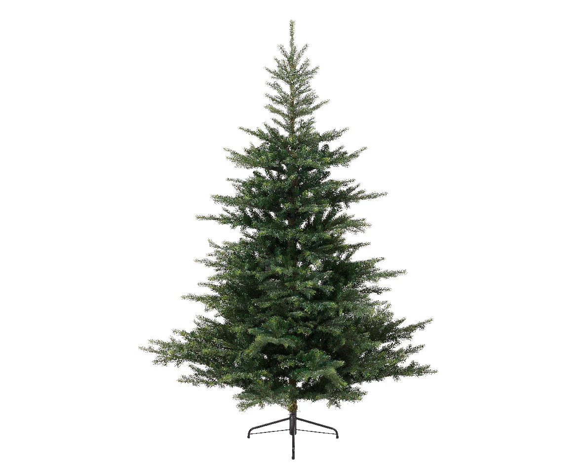 Grandis fir 5ft 150cm