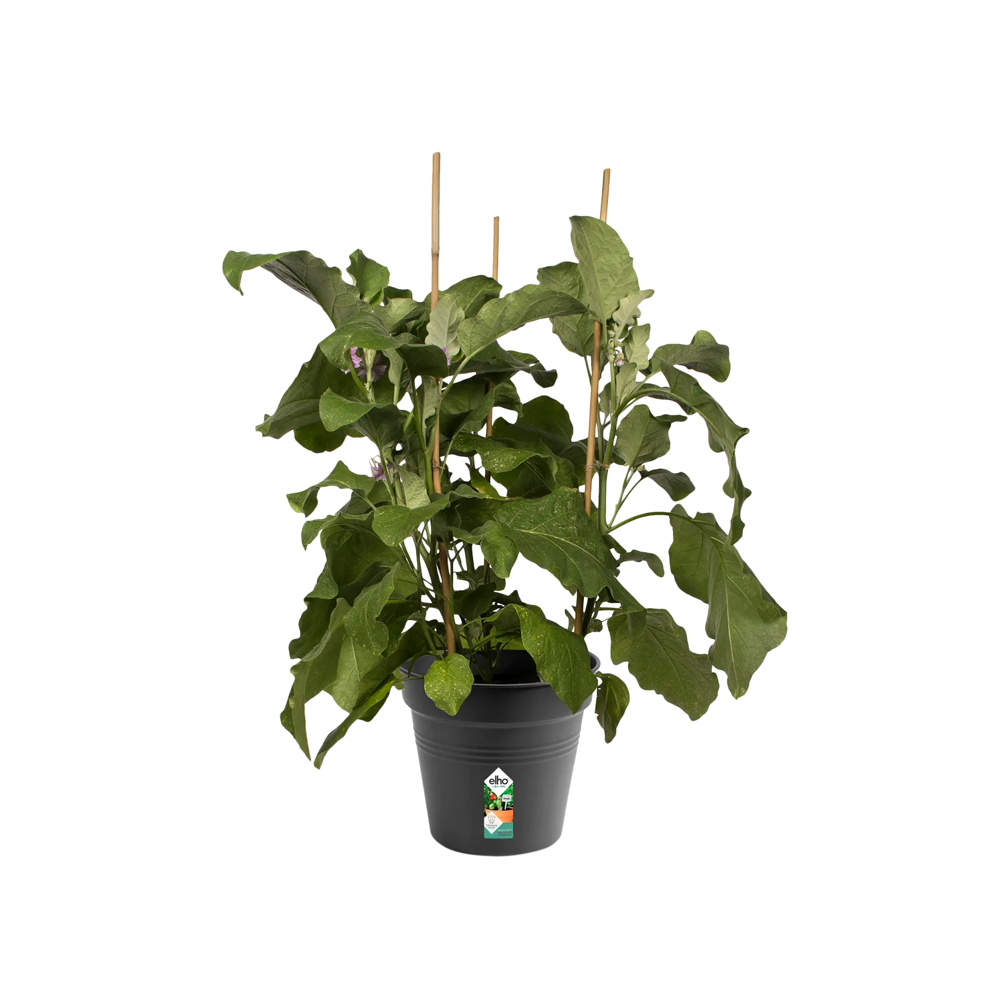 green basics growpot living black Ø21cm - Image 3