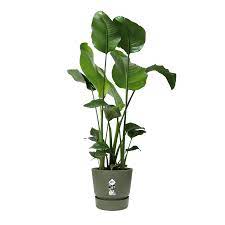 Greenville Round Ø25cm Leaf Green - Image 3