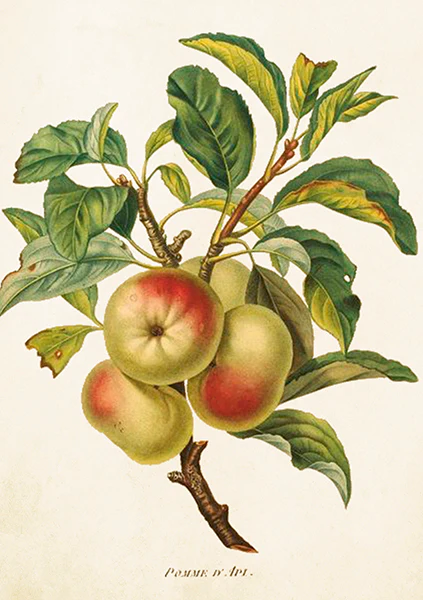 Greeting cards with envelopes - 12x17 cm - Apples on Branch