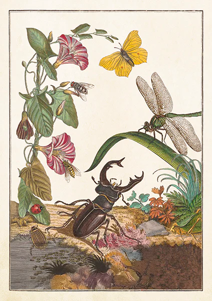 Greeting cards with envelopes - 12x17 cm - convolvulus and bugs