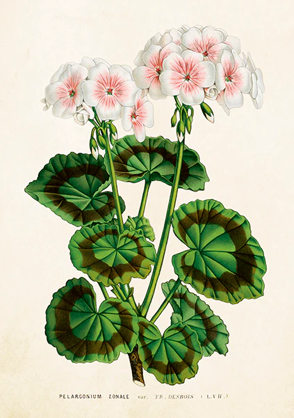 Greeting cards with envelopes - 12x17 cm - White blushed geraniums