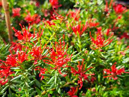 GREVILLEA juniperina  New Blood  4L