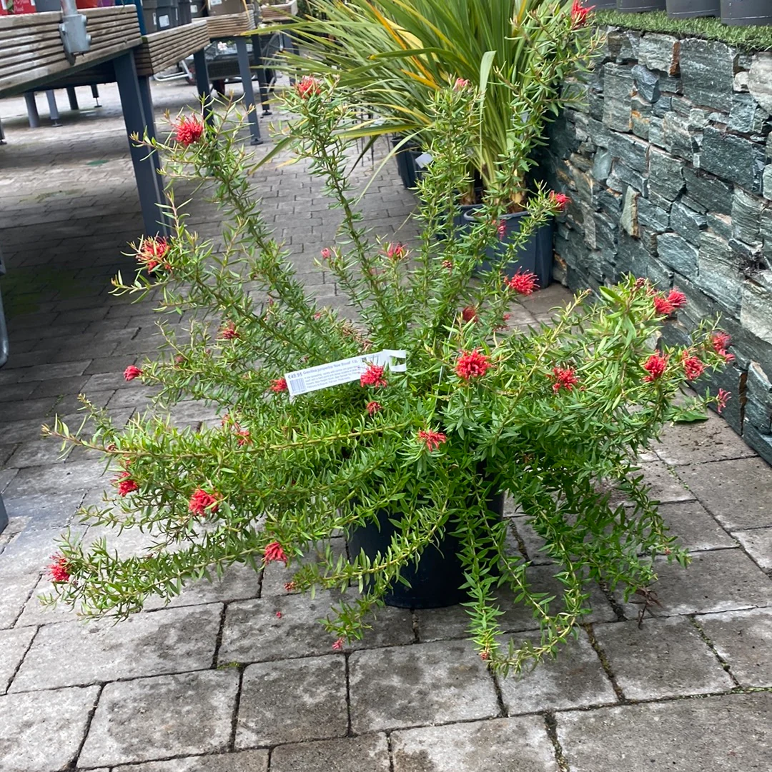 GREVILLEA juniperina  New Blood  4L - Image 2