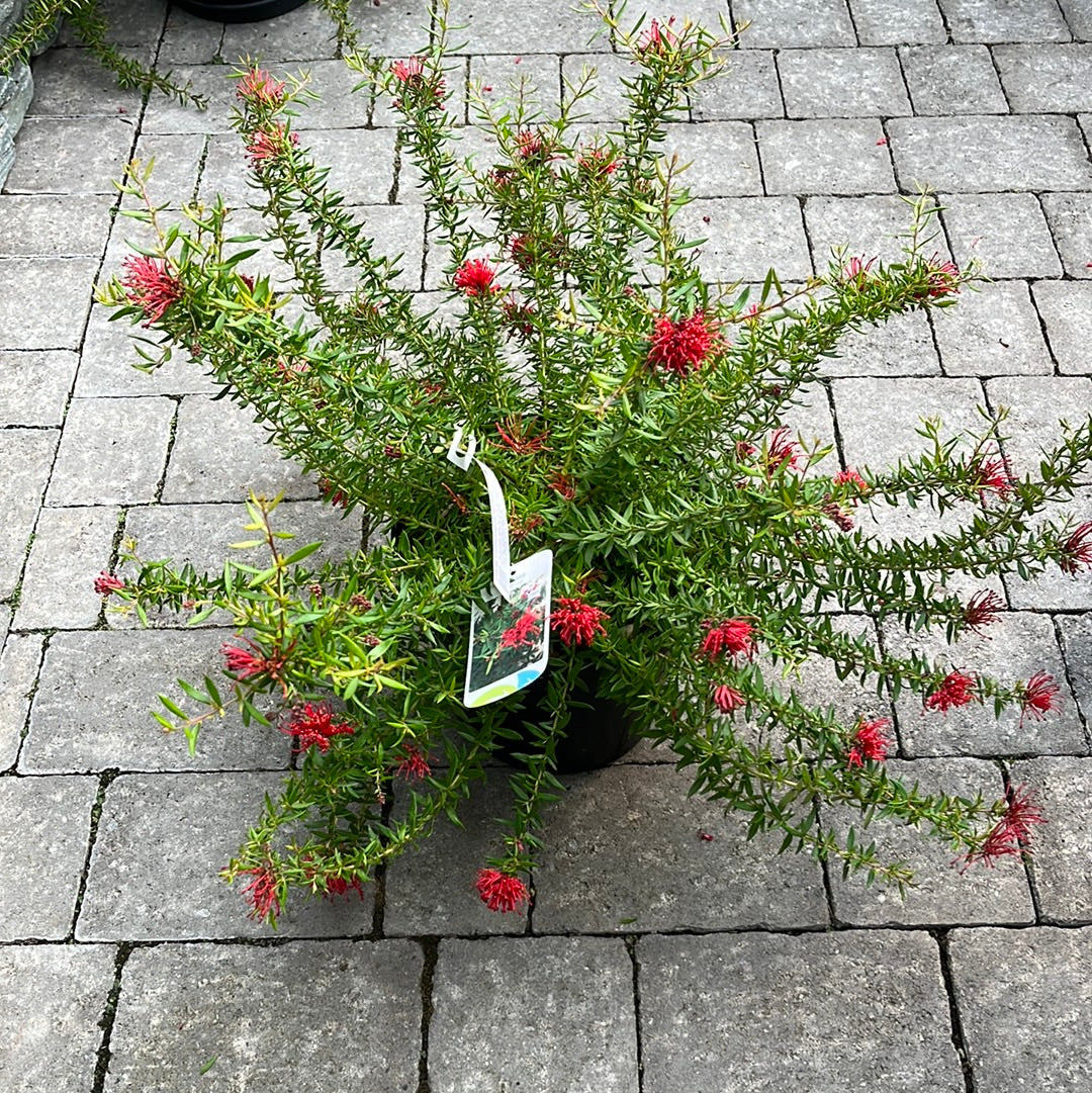 GREVILLEA juniperina  New Blood  4L - Image 3