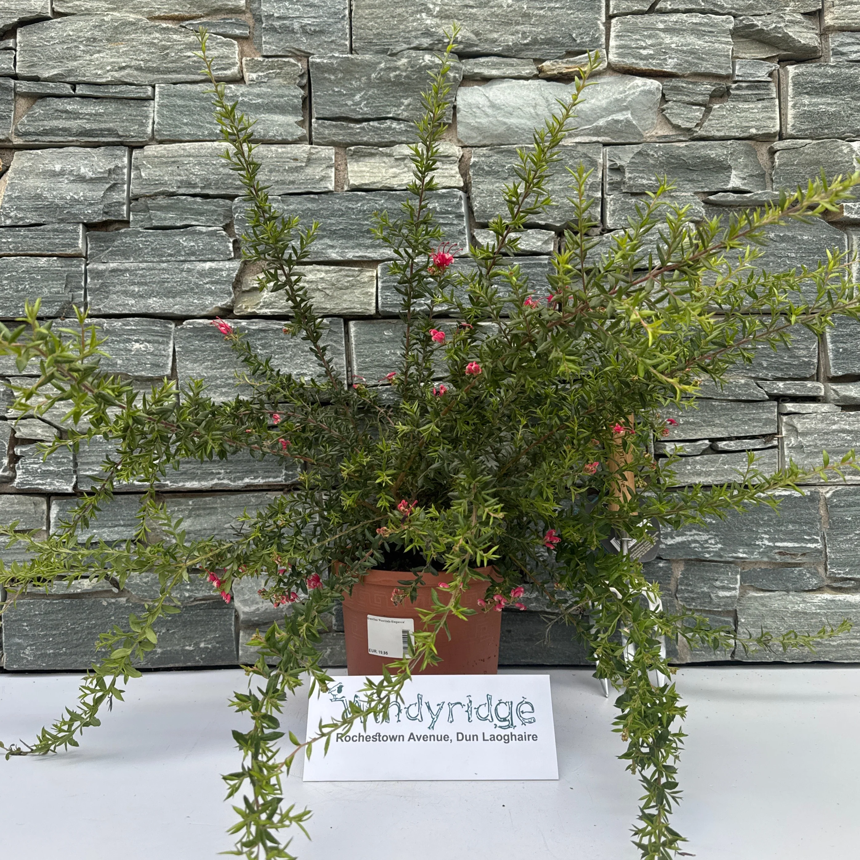 Grevillea Poorinda Elegance - Image 2