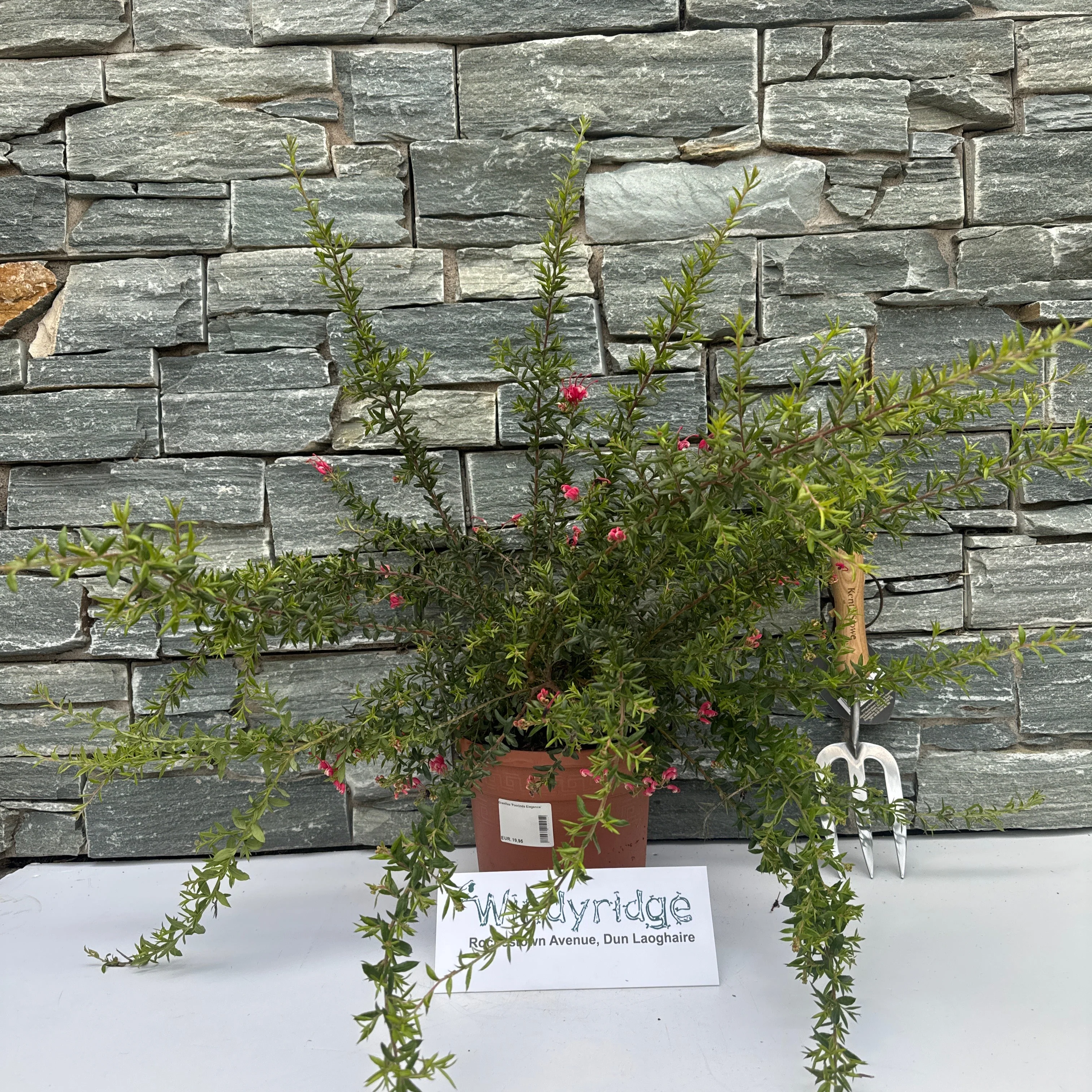 Grevillea Poorinda Elegance - Image 3