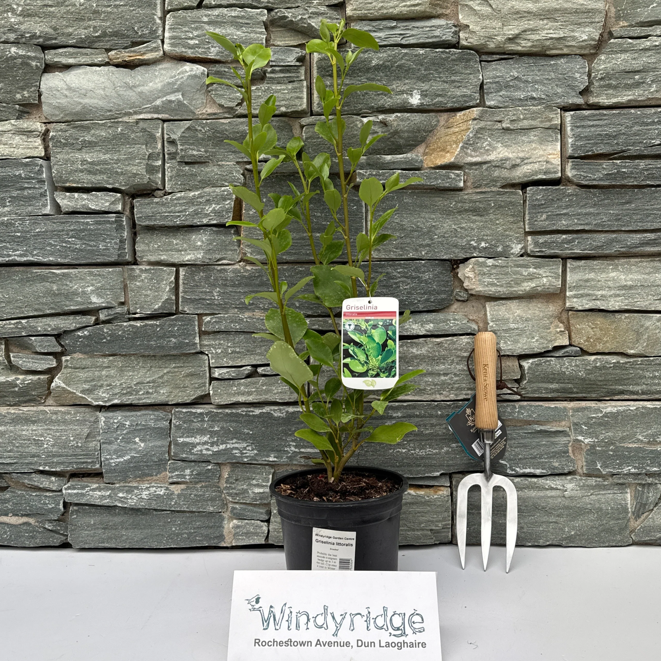 Griselinia littoralis  2ltr Pot