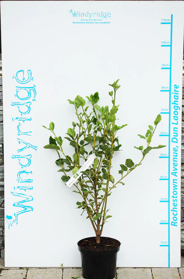 Griselinia littoralis