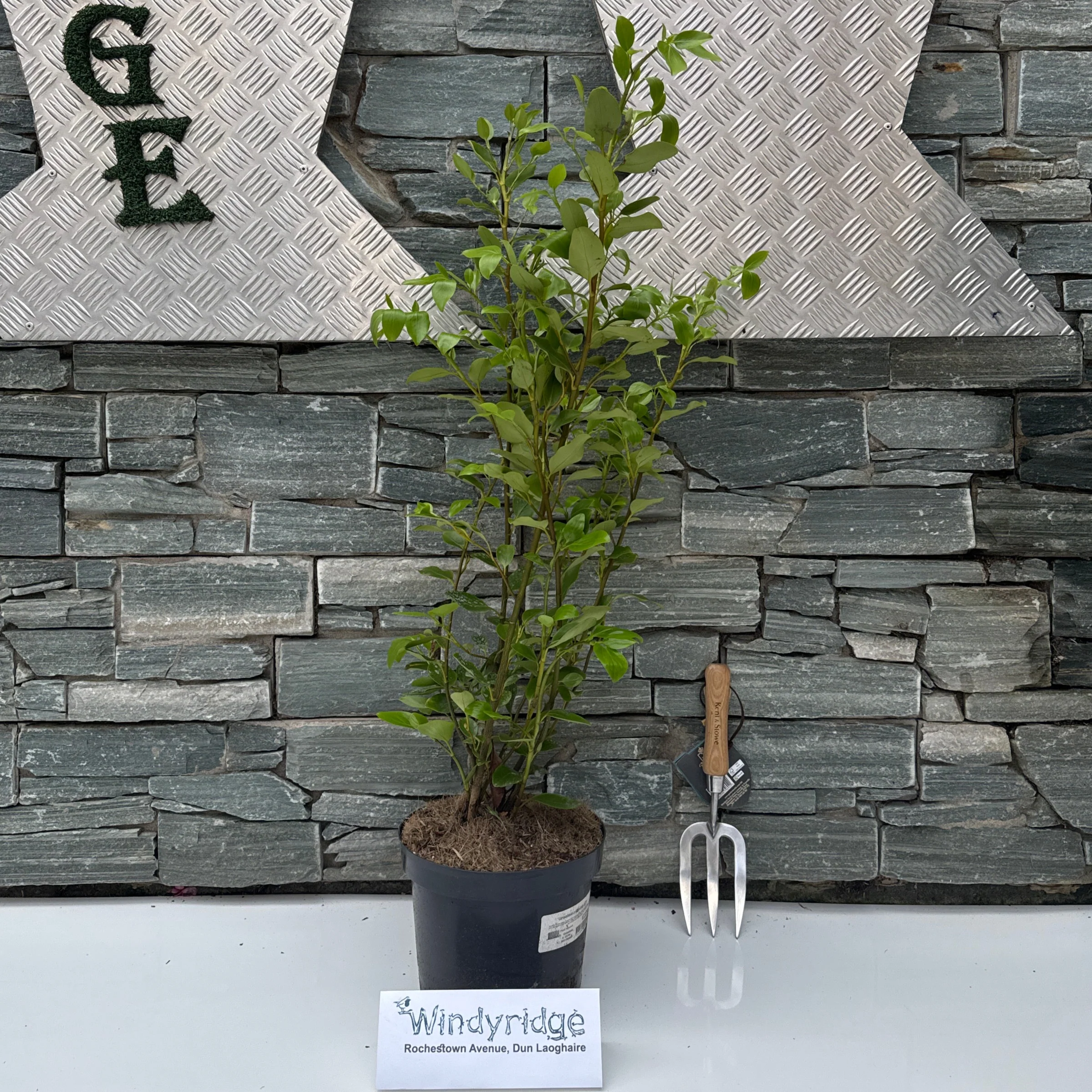Griselinia Littoralis 5lt