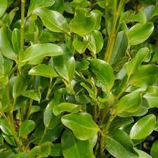 Griselinia Littoralis 5lt - Image 3