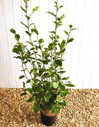 Griselinia Littoralis 5lt - Image 4