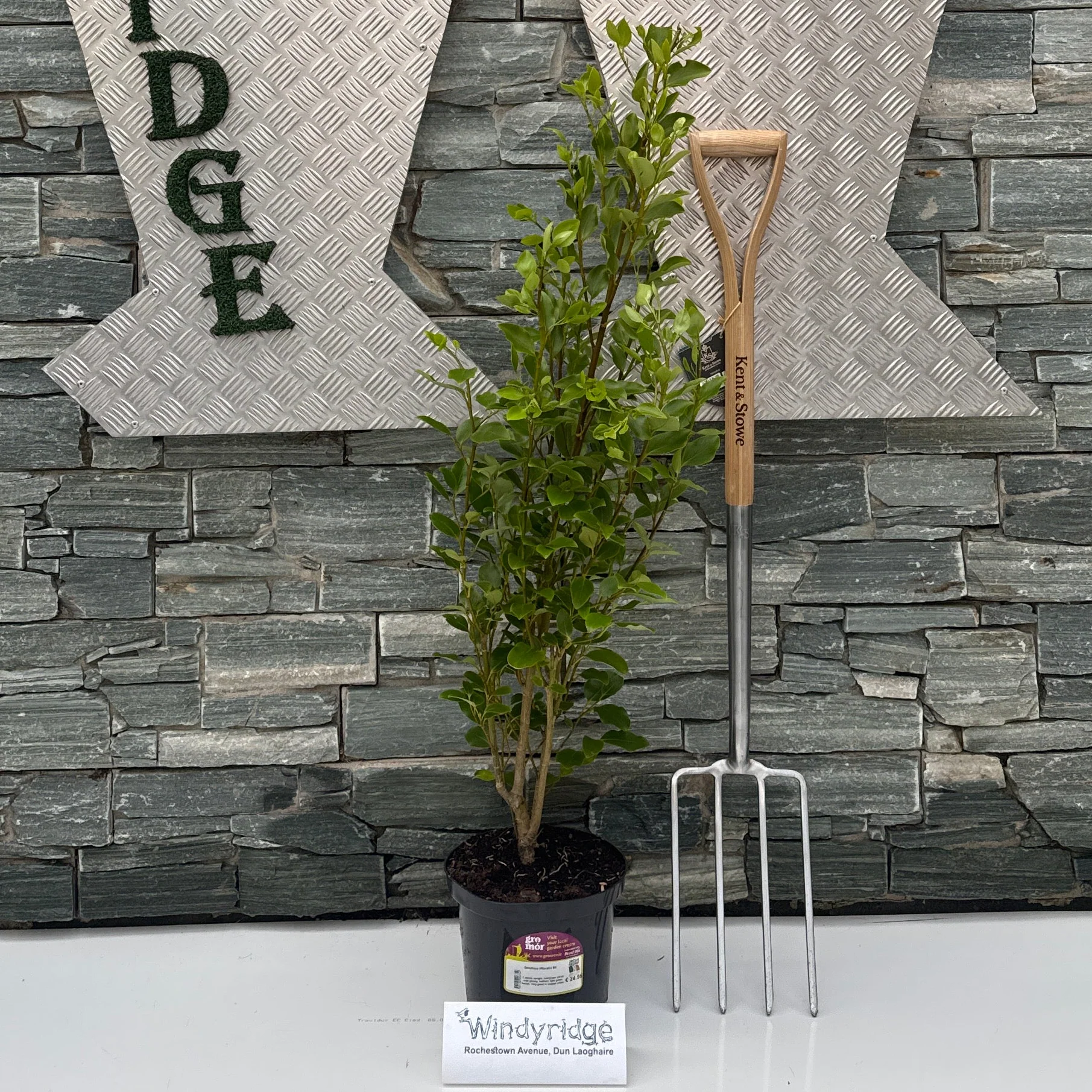 Griselinia littoralis 5lt