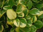 Griselinia littoralis Variegata
