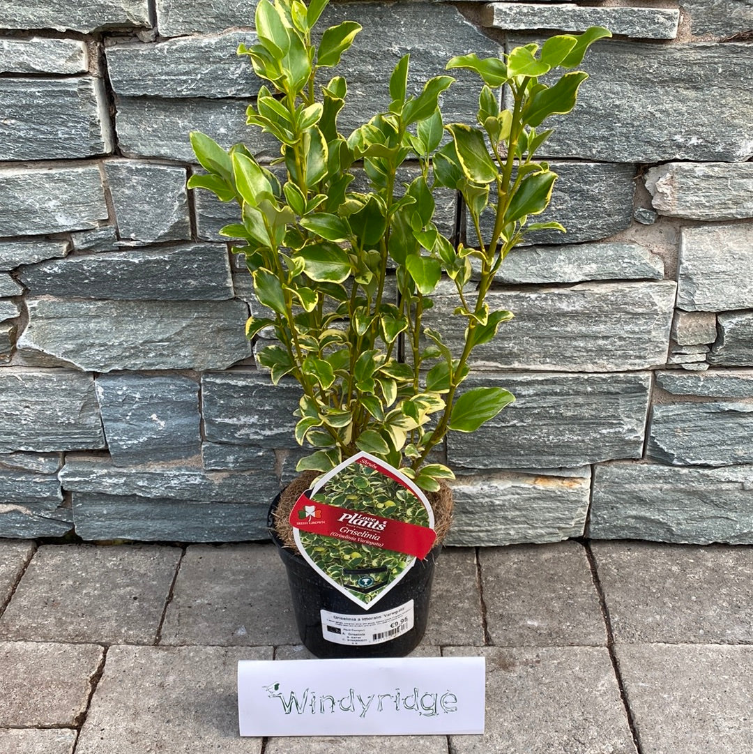 GRISELINIA Variegata - Image 2