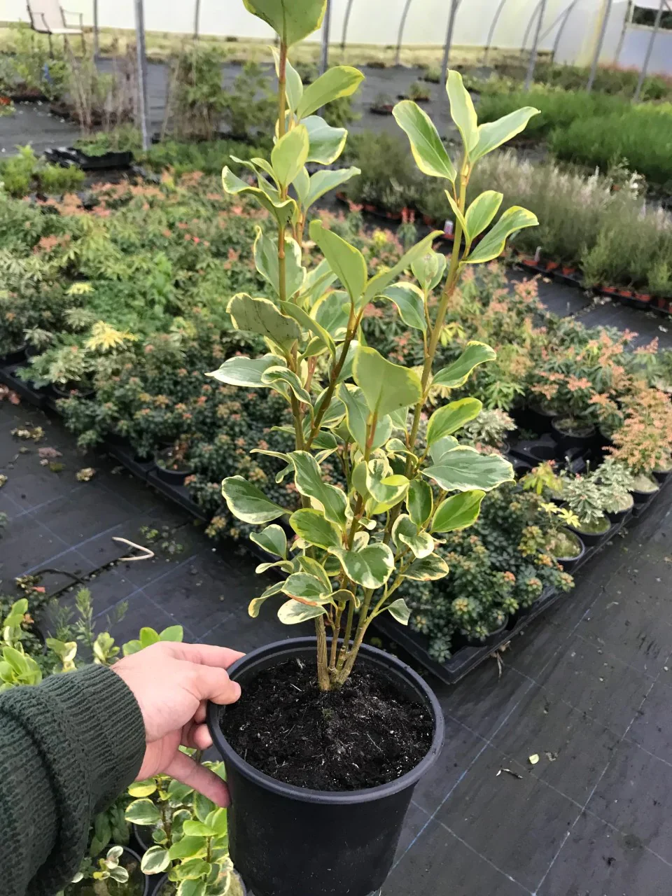 GRISELINIA Variegata - Image 4