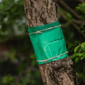GS Glue Band Traps - Image 3