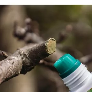 GS Prune & Seal - Image 3