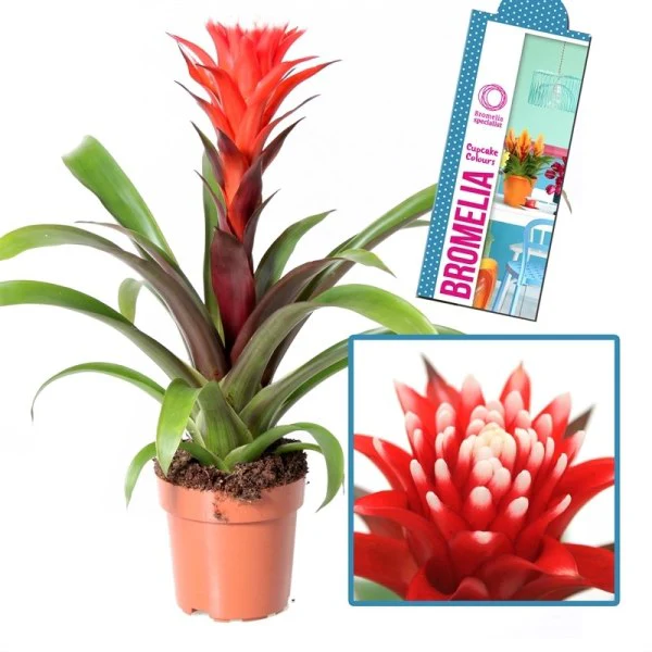 Guzmania Hope  P12